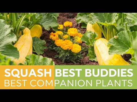 Squash Companion Plants for a Thriving Garden