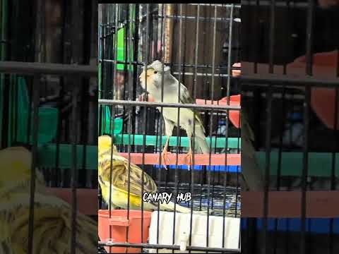 The ultimate canary singing video from a legend - Powerful training song