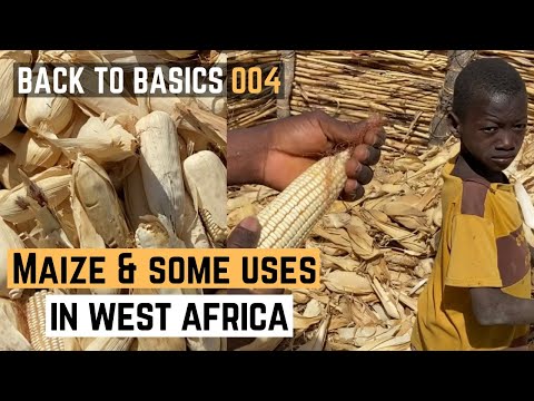 Brief Background History of Maize in West Africa | Maize/Corn Uses In Benin | Back to Basics | 004