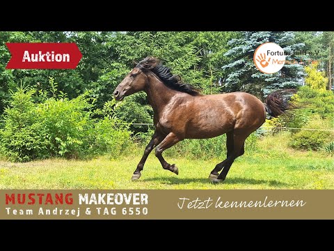 Unberührt vor drei Monaten und jetzt geht das😍 - Auktionsvideo | MUSTANG MAKEOVER 2023