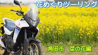 花めぐりツーリング 角田市 菜の花