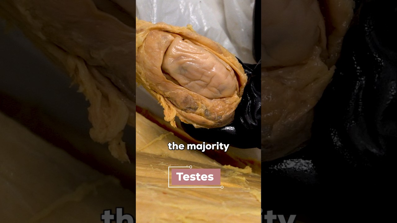 How Testosterone is Really Produced