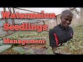 How To Manage Young Watermelon Seedlings In The Nursery