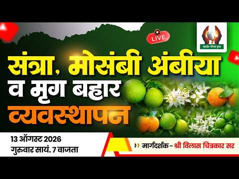 संत्रा व मोसंबी मृग आंबिया बहार व्यवस्थापन