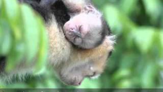 preview picture of video 'White-faced Monkeys at Kahka Creek Rainforest Preserve in Nicaragua'