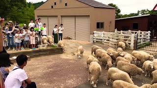 【動物癒し動画】羊たちの帰還