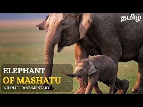Elephant Of Mashatu