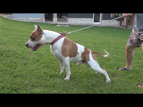 vederea jucăriei terrier