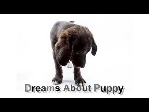 Dream about puppy | Dreams Meaning and Interpretation