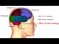 WHAT IS EMERGENCE? The human brain's evolution as example.