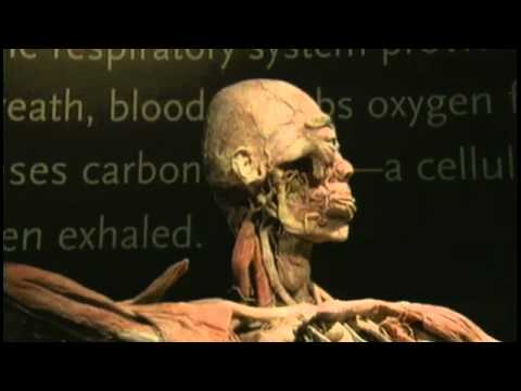 video:BODIES... The Exhibition