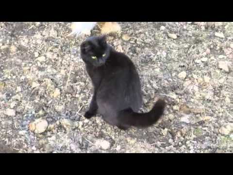 Bojan the Riding Cat!