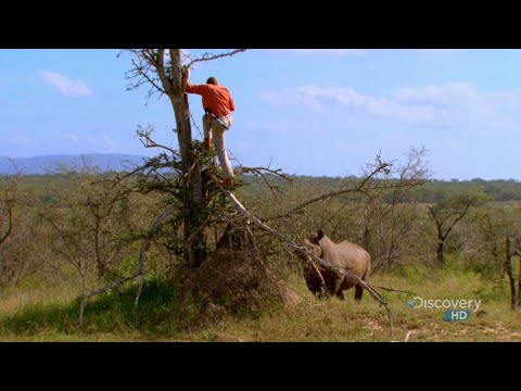 Austin Stevens - In The Shadow of Armoured Giants