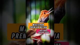 Download lagu Masteran prenjak betina ngetirrr panjang mp3