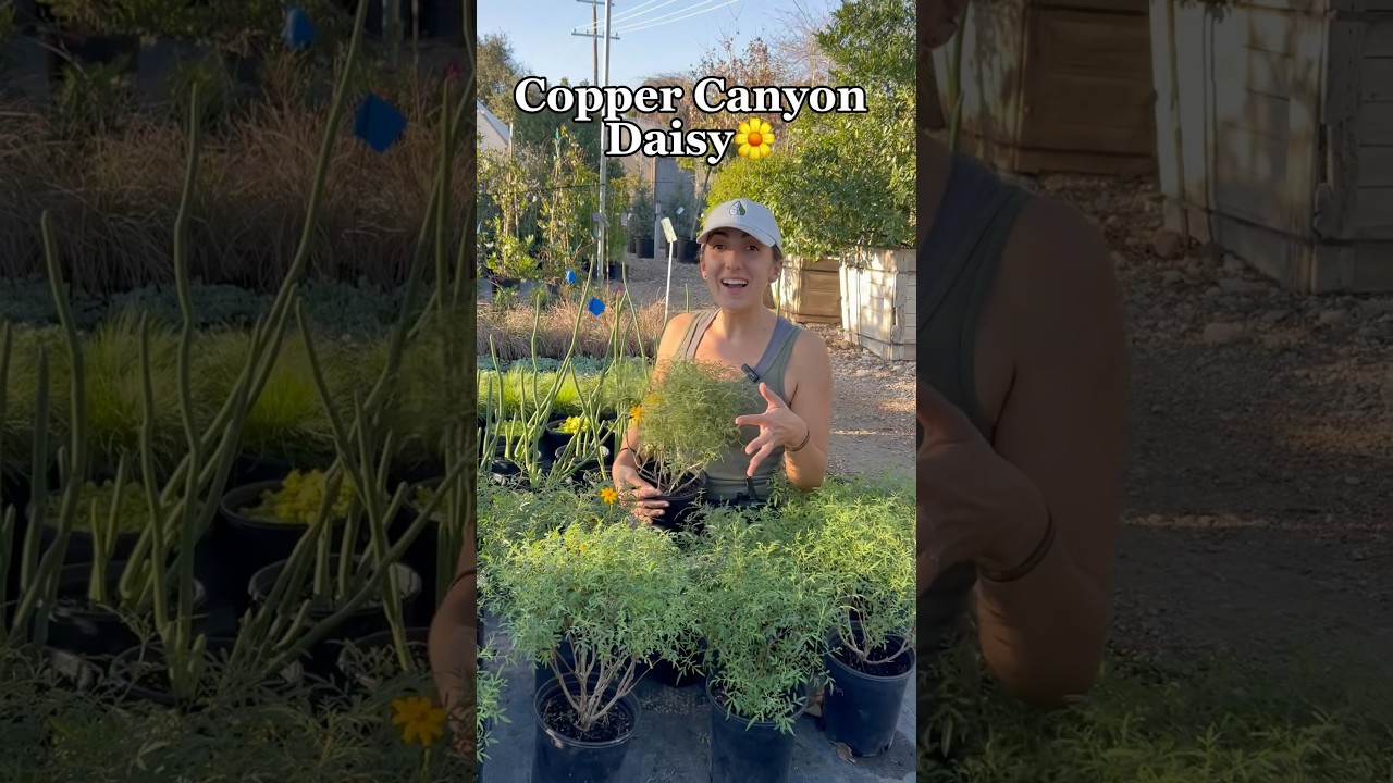 Fragrant yellow blooms of Copper Canyon Daisy Texas native in Austin Tx