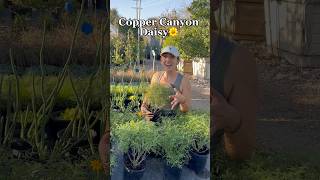Copper Canyon Daisy Care & Growing Tips
