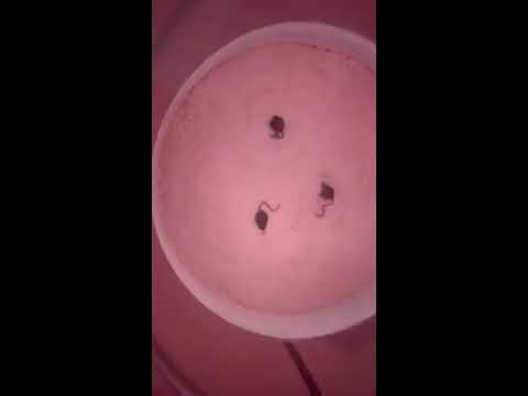 Tykkimäki yllätysten talo