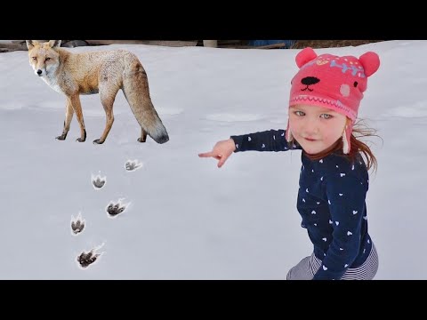 MYSTERY ANiMAL TRACKS!! Exploring our Cabin in Frozen Snow to find a Hidden FOX! Fun Family Vacation