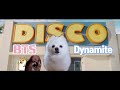 BTS (방탄소년단) ' Dynamite ' dog cover (다이너마이트 강아지 리믹스)　YEONTAN’S BAND