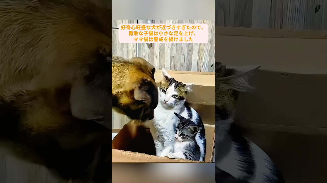 母猫たちが純粋な愛で子猫を守った #猫 #母猫 #子猫 #猫感動 #猫動画