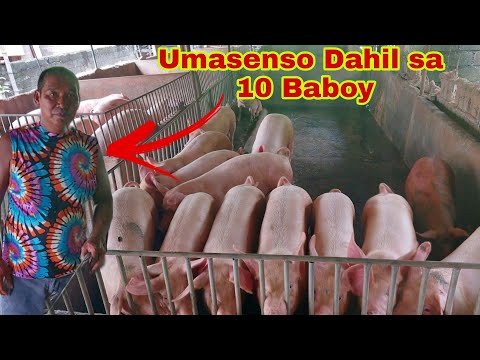 Dating Konduktor Nagsimula ng 10 baboy, Ngayon Umasenso at  may higit 90 Baboy