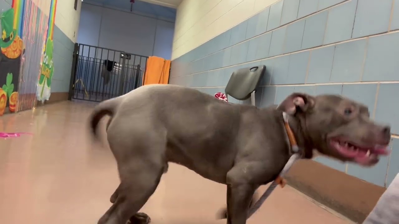 Enlarge Wells, an adopted Pit Bull Terrier in Chicago, IL video 5/5