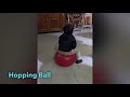 Hopper Ball With Handle Bounce Ball With Handle