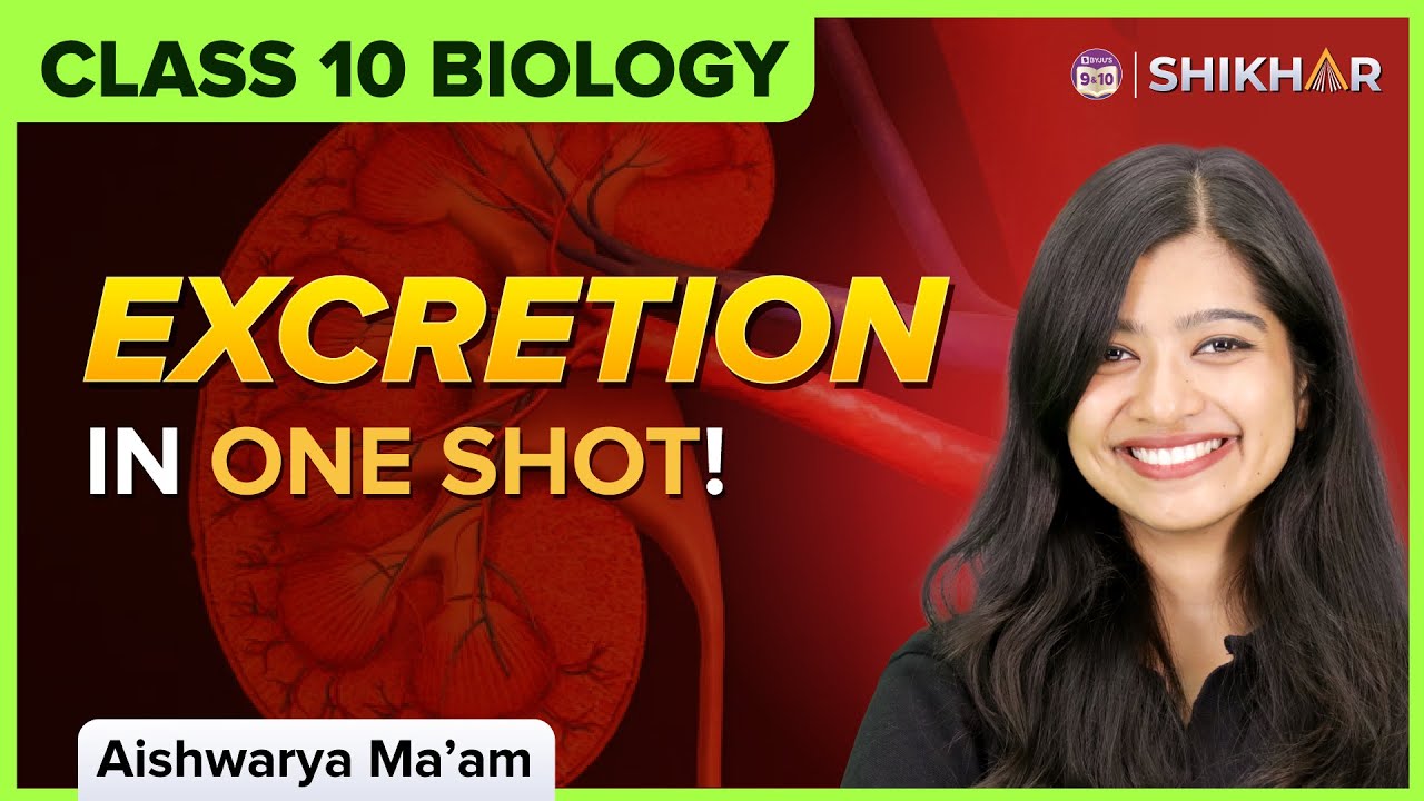 Excretion in Human Beings | Life Processes | Class 10 Biology