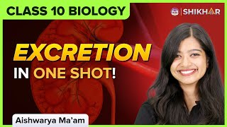 Excretion in Human Beings | Life Processes | Class 10 Biology