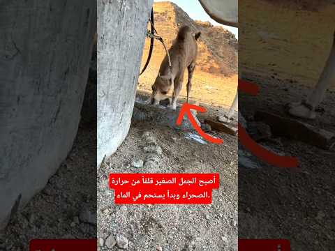 أصبح الجمل الصغير قلقاً من حرارة الصحراء وبدأ يستحم في الماء #صحراوي #اكسبلور #جمل #shorts