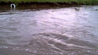 preview picture of video 'Flood Alert April 2012 - River Thames at Radcot Bridge'