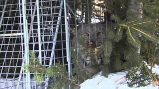 BBC Documentary The Magical Forest HD