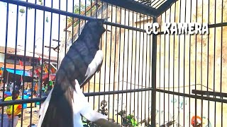 Download lagu Pancingan kacer nembak tengkek buto,cililin ,cocok buat pancigan kacer agar cepat emosi dan narung mp3