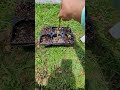 Propagating Loquat Cuttings!!