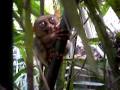 Big Eyes MOV