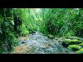 Majestic Birdsong Peaceful River In The Mountain Forest Relax Sleep Study