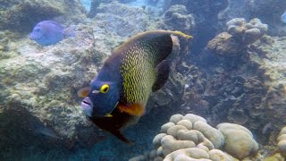 Big French Angel fish - not  afraid of us at all!