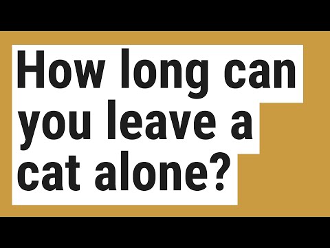 How long can you leave a cat alone?