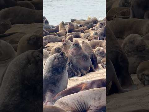 Sin buenos modales - Lobos Marinos en NECOCHEA Octubre 2026 BUENOS AIRES - ARGENTINA 🇦🇷🇦🇷🇦🇷