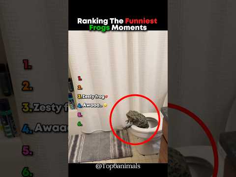 Classement des moments les plus drôles des grenouilles 🤣