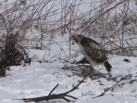 Red Tail Hawk vs Bunny