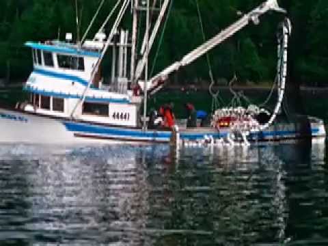 prince william sound seining