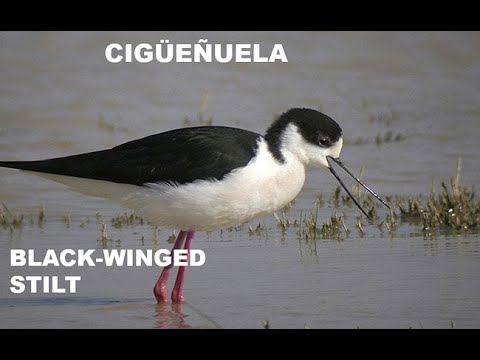 CIGÜEÑUELA | BLACK-WINGED STILT | Himantopu