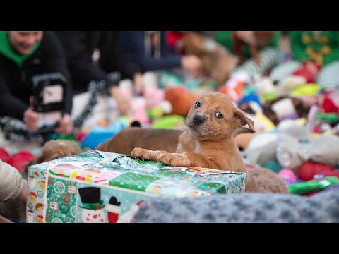 Adoptable Dogs Pick Toys at Dogtown in Best Friends Animal Sanctuary