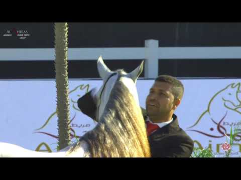 N 290 D JUBRAN   Al Shiraa International Arabian Horse Show 2020