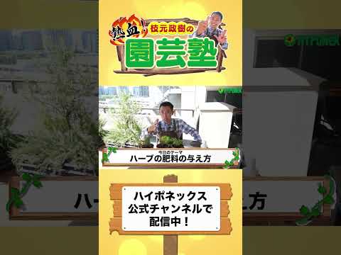 イエズス会のハーブについて詳しく解説