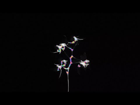 Oliver Den!s - 0232 (Visualiser)