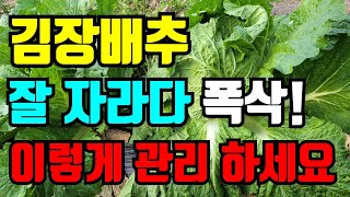 김장배추 요즘에 폭삭 주저 앉아요. 반드시 이렇게  관리하세요. 내년에는 꼭 다른 방법으로 심어봐요