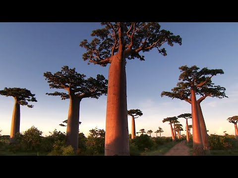 Madagascar: A Country Full Of Breathtaking Nature | Somewhere On Earth