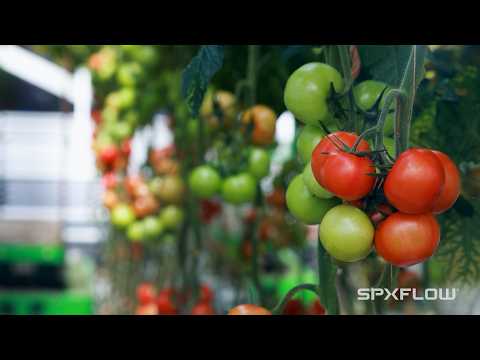 How Greenhouse Climate Control Works: Inside a Dutch ...